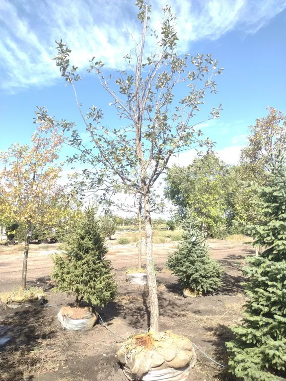 SWAMP WHITE OAK 3.5"