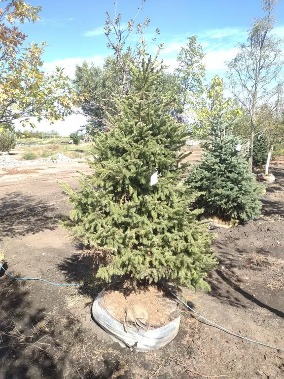 BLACK HILLS SPRUCE 6'