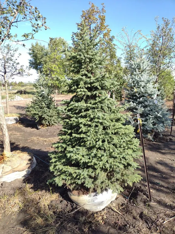 BLACK HILLS SPRUCE 6'