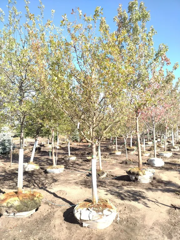 HARVEST GOLD CRABAPPLE 3.5"