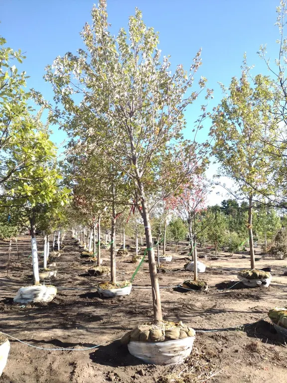 AUTUMN FANTASY MAPLE 3.5"