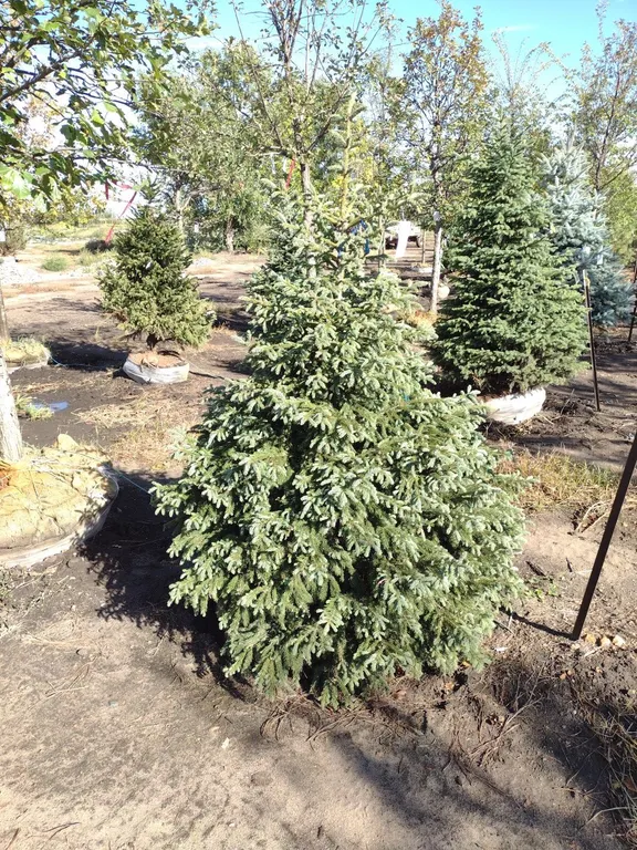 BLACK HILLS SPRUCE 5'