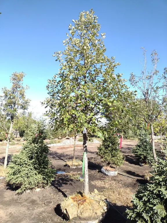 SWAMP WHITE OAK 3.5"