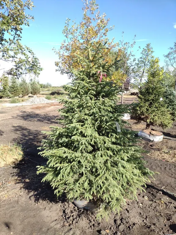 BLACK HILLS SPRUCE 6'