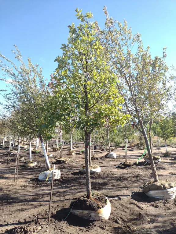 SWAMP WHITE OAK 3.5"