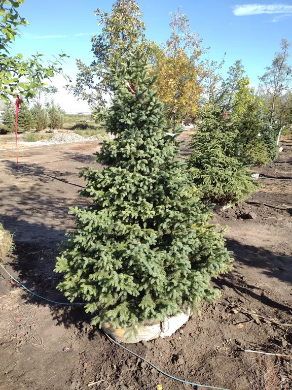 BLACK HILLS SPRUCE 6'