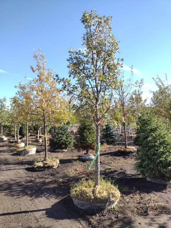 SWAMP WHITE OAK 3.5"