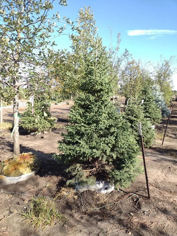 BLACK HILLS SPRUCE 7' *