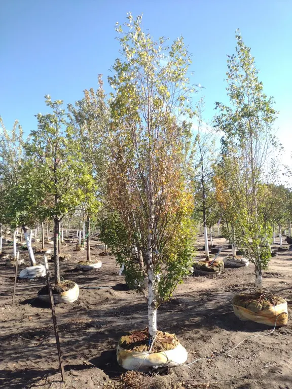 PARKLAND PILLAR BIRCH 3"
