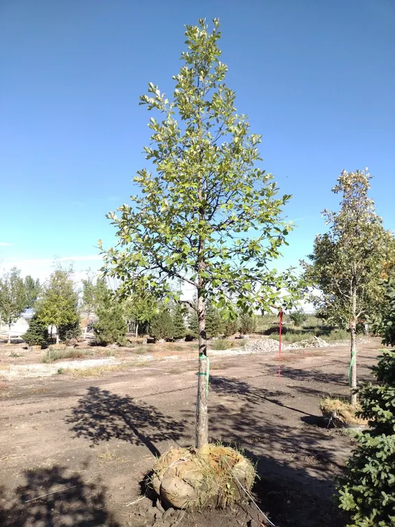 SWAMP WHITE OAK 3.5"