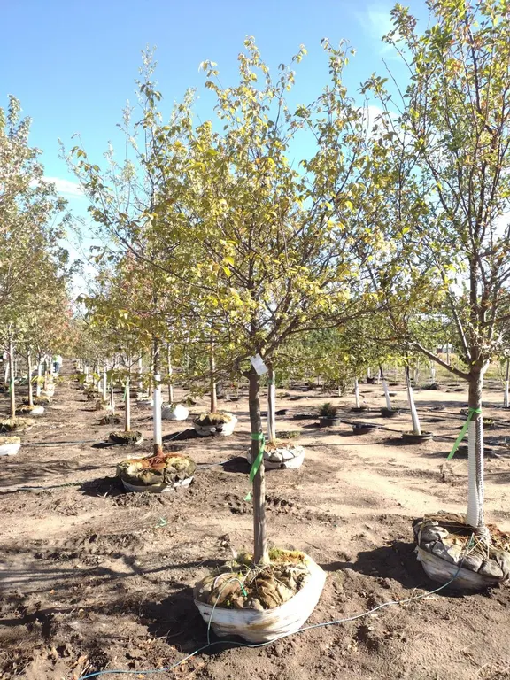 BLUE BEECH 2.5" *