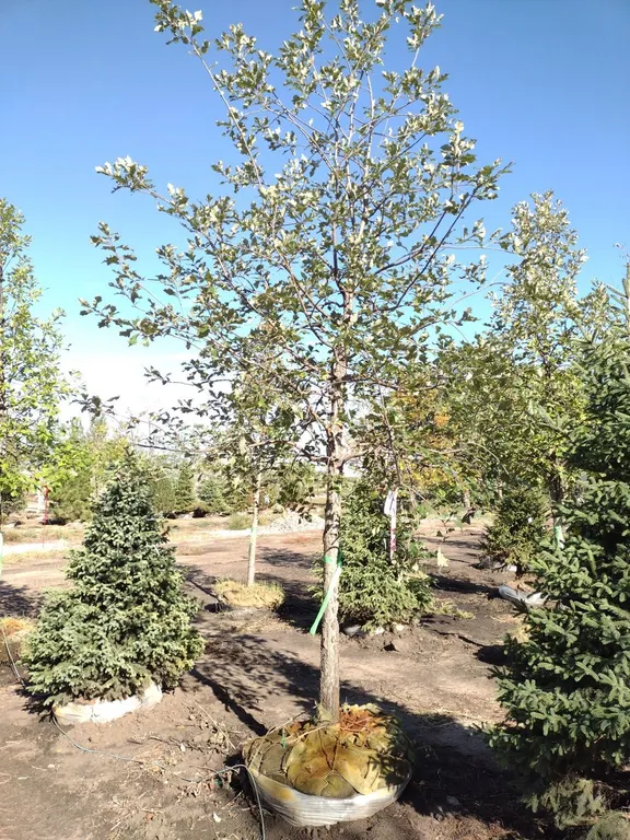 SWAMP WHITE OAK 4"
