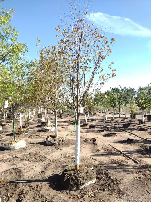 IVORY SILK JAPANESE LILAC TREE 3"