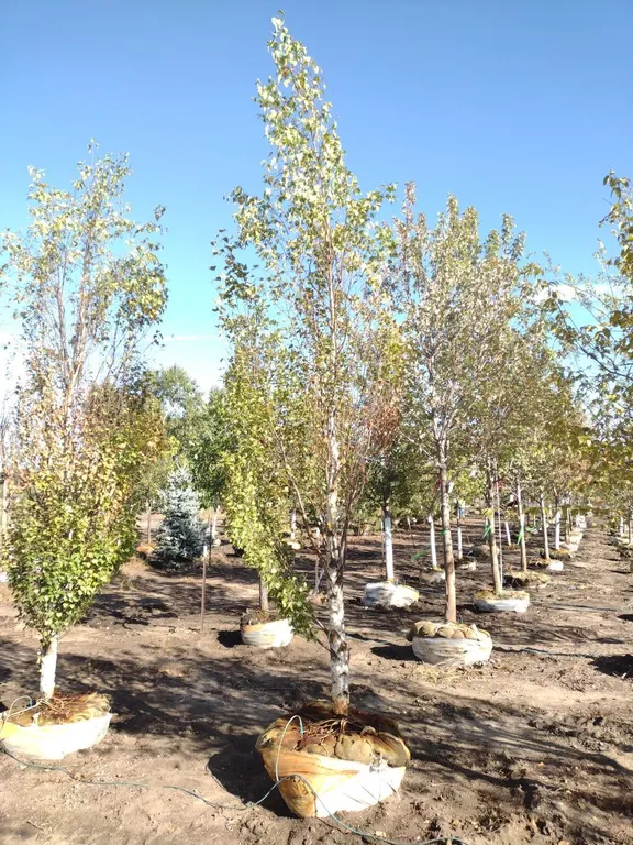 PARKLAND PILLAR BIRCH 3"