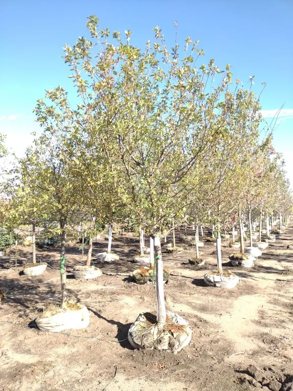 HARVEST GOLD CRABAPPLE 3.5"