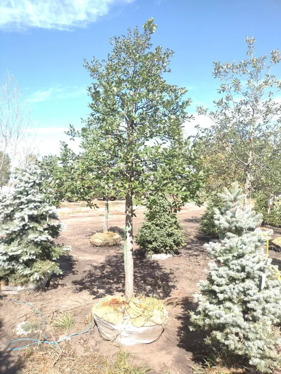 SWAMP WHITE OAK 3.5"