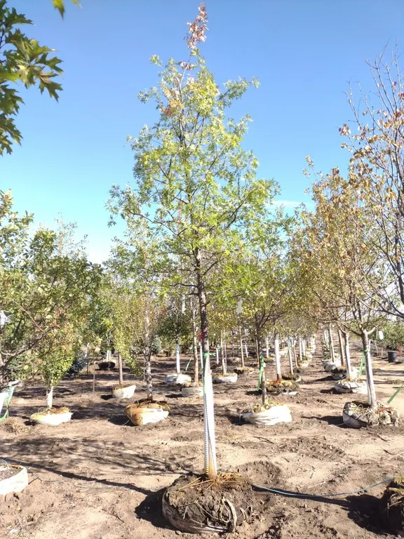 NORTHERN PIN OAK 3"