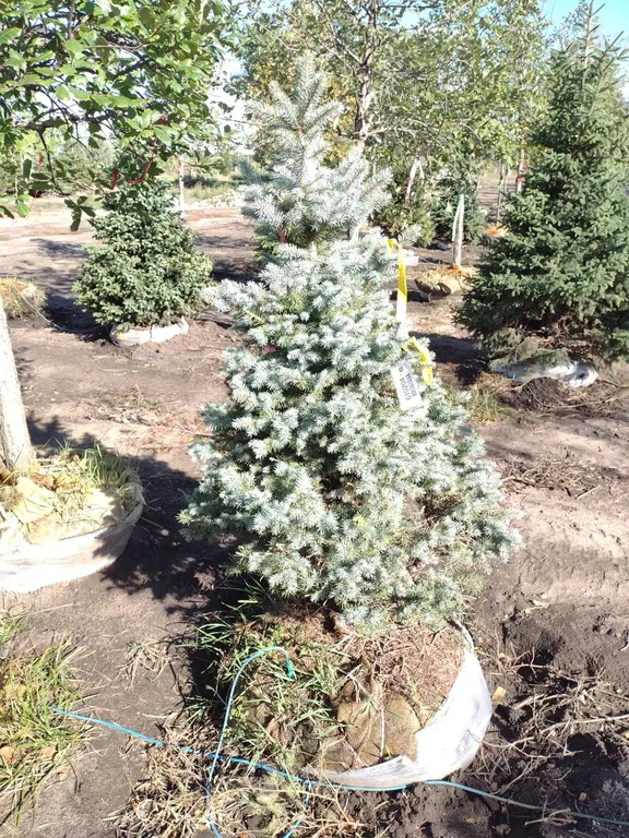 SESTER DWARF BLUE SPRUCE 4' *