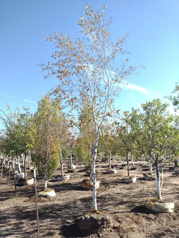 WHITE SPIRE BIRCH 3"