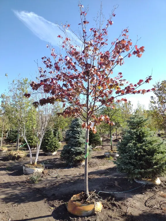 SCARLET JEWEL RED MAPLE 2.5"