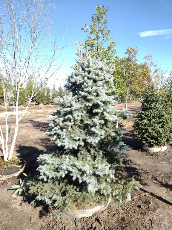 BLUE DIAMOND SPRUCE 7'