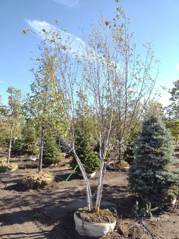 WHITE SPIRE BIRCH CLUMP 8'