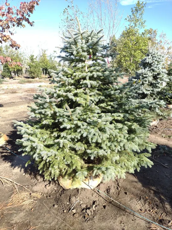 COLORADO BLUE SPRUCE 6' *
