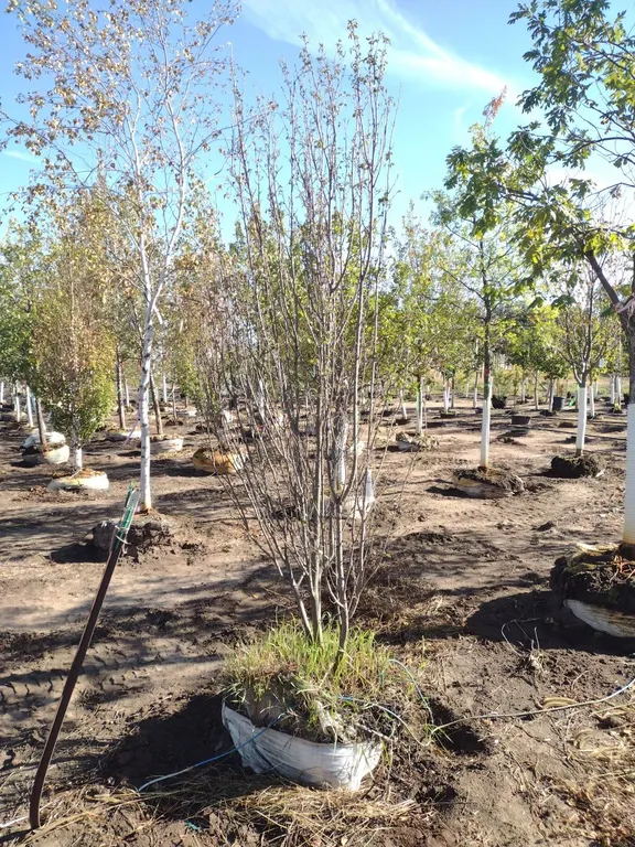 STANDING OVATION SERVICEBERRY CLUMP 8'