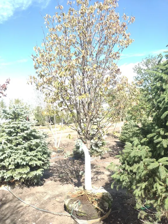 IVORY SILK JAPANESE LILAC TREE 3"
