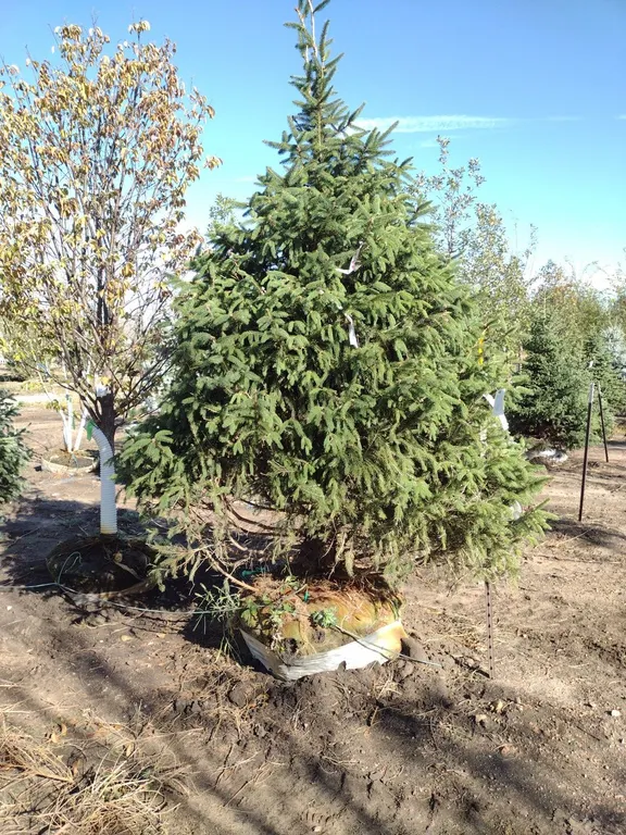 NORWAY SPRUCE 9'