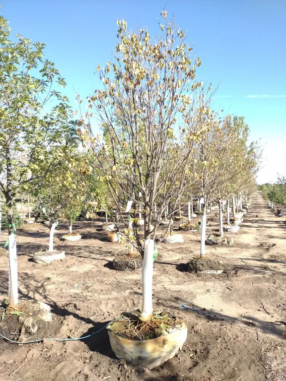 IVORY SILK JAPANESE LILAC TREE 3"