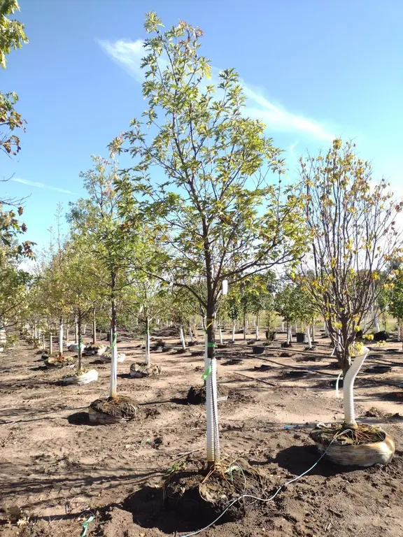 NORTHERN RED OAK 3"