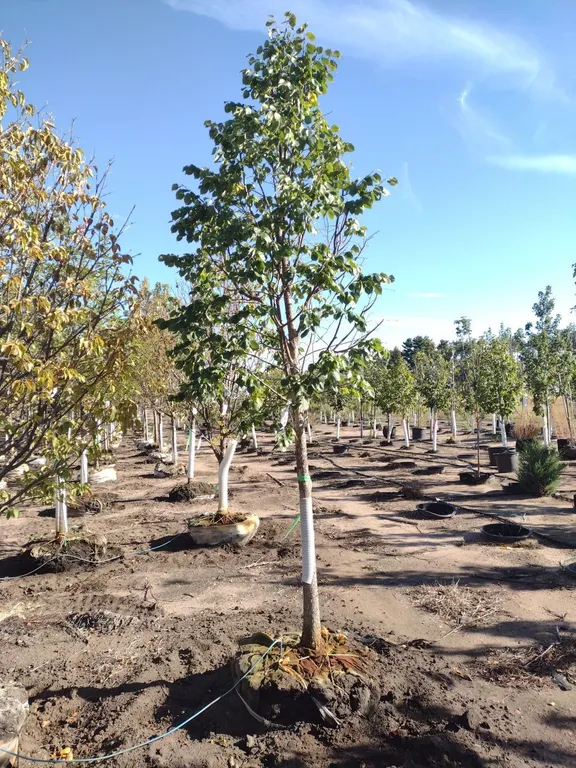 HARVEST GOLD LINDEN 3"