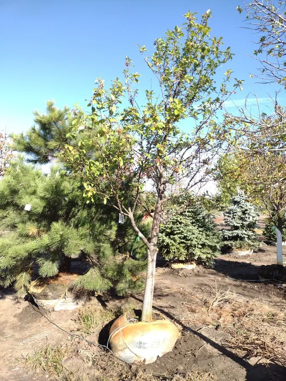 RED JEWEL CRABAPPLE 3"
