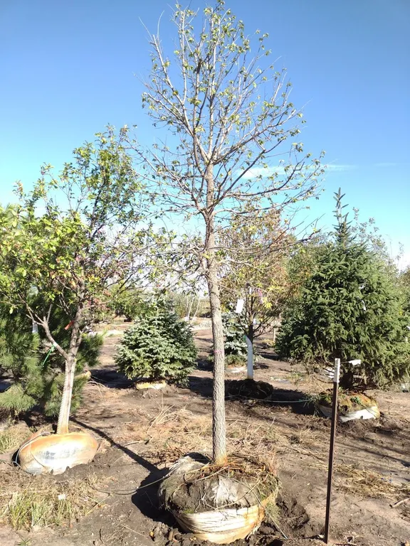 COMMON HACKBERRY 3.5"