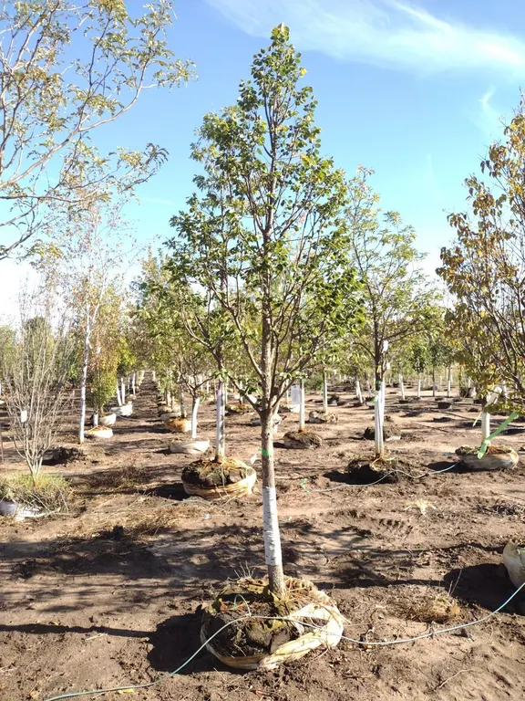 HARVEST GOLD LINDEN 3"