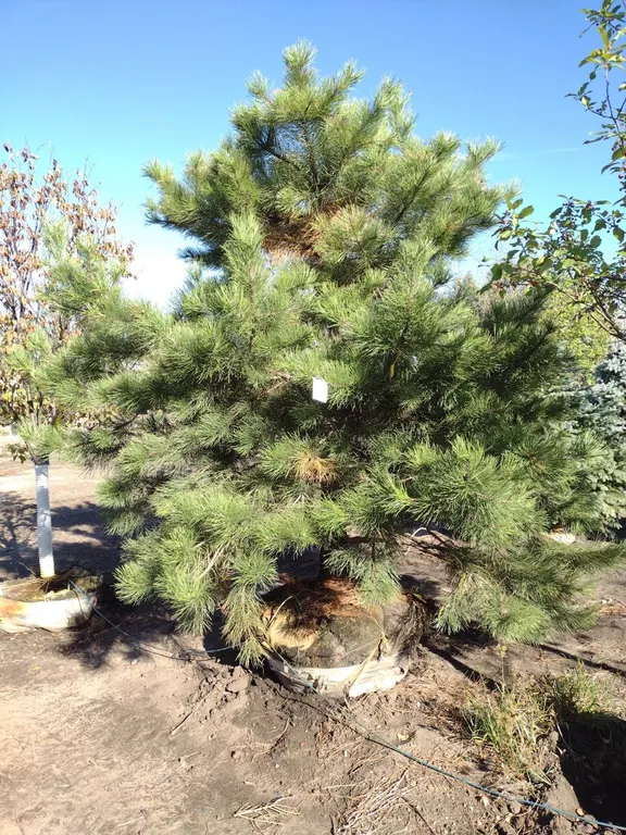 PONDEROSA PINE 9'