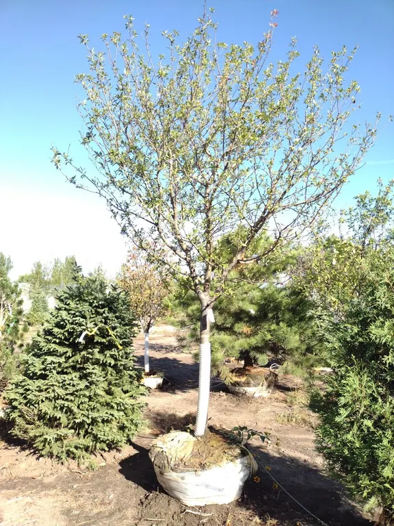 HARVEST GOLD CRABAPPLE 3.5"