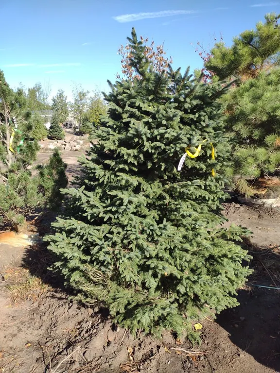 BLACK HILLS SPRUCE 6' *