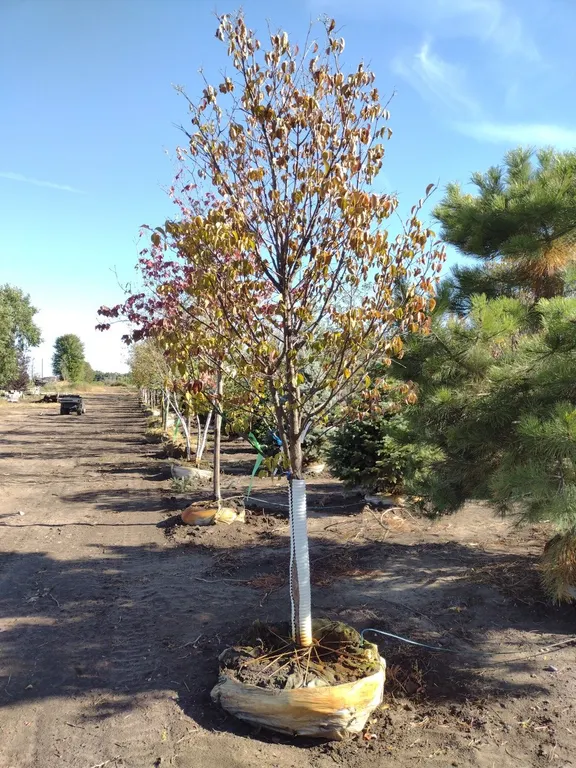 IVORY SILK JAPANESE TREE LILAC 3"