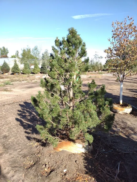 TENNENBAUM MUGO PINE 6'