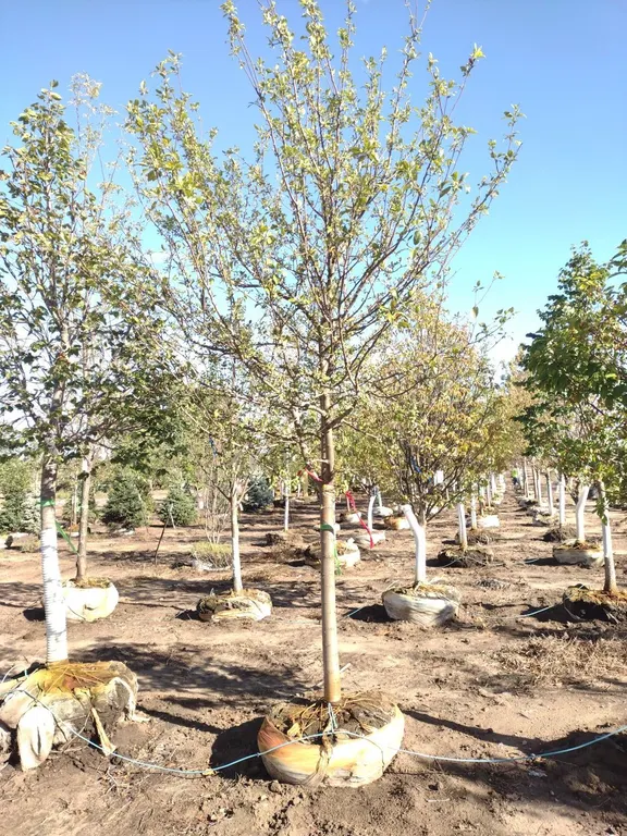 HARVEST GOLD CRABAPPLE 3"
