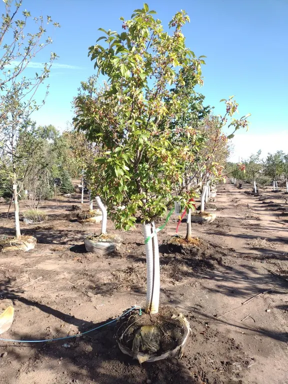 STANDING OVATION SERVICEBERRY CLUMP 6'