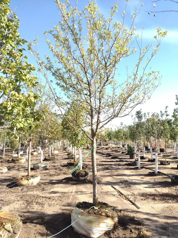 HARVEST GOLD CRABAPPLE 3.5"