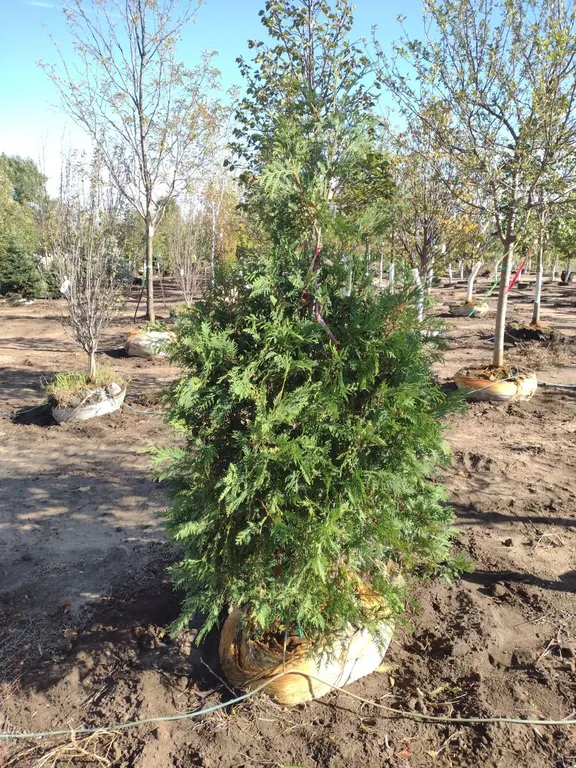TECHNY ARBORVITAE 4"