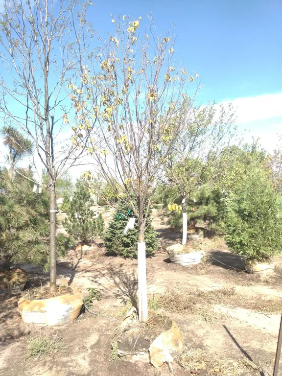 IVORY SILK JAPANESE LILAC TREE 2.5"