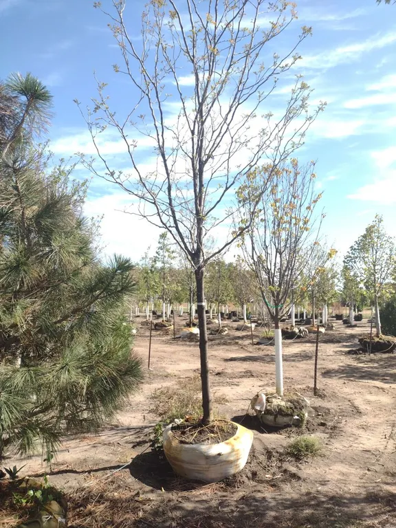 STREET KEEPER HONEYLOCUST 3.5"