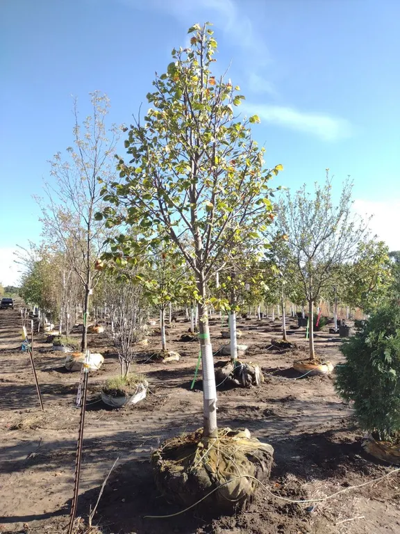 REDMOND LINDEN 3.5"