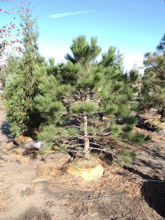 PONDEROSA PINE 6' *