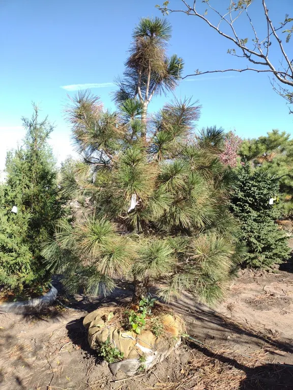 PONDEROSA PINE 9' *